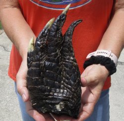 Buy Now this 9" Preserved Alligator Foot - $30