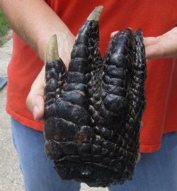 Buy Now this 9-1/2" Preserved Alligator Foot - $30