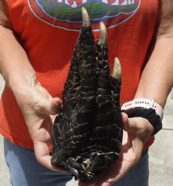 Available for Sale Preserved Alligator Foot 9" - $30