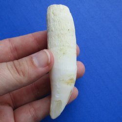 4" Alligator Tooth - $30