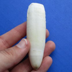 3" Alligator Tooth - $20