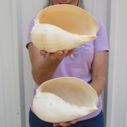 8" Philippine Crowned Baler Melon Shell, 2 pc lot - $17