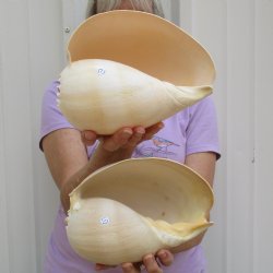 8" Philippine Crowned Baler Melon Shell, 2 pc lot - $17