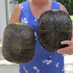 Two 9-1/2" Red-Eared Slider Turtle Shells - $45