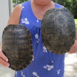 Two 9-1/2" Turtle Shells - $45