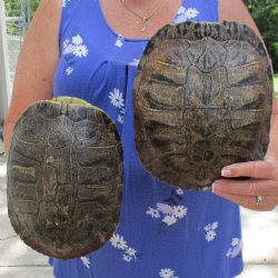 9-3/4" & 9-1/4" Red-Eared Slider Turtle Shells - $45
