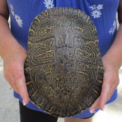10" River Cooter Turtle Shell - $30
