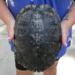 10" Red-Eared Slider Turtle Shell - $30