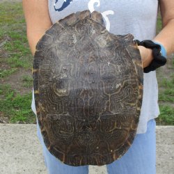 Huge B-Grade 11" River Cooter Turtle Shell - $20