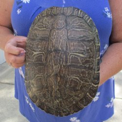 10-3/4" River Cooter Turtle Shell - $30