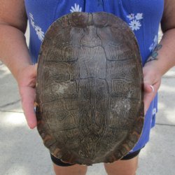 10-3/4" River Cooter Turtle Shell - $30