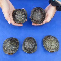 3" to 3-3/4" Red Eared Slider Turtle Shells, 5pc lot - $45