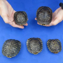 3" to 3-3/4" Red Eared Slider Turtle Shells, 5pc lot - $45