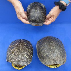 3 piece lot of B-Grade Red-Eared Slider Turtle Shells - $30