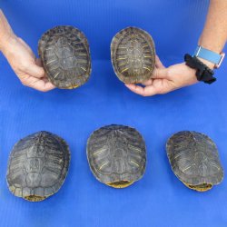 5" to 5-3/4" Red Eared Slider Turtle Shells, 5pc lot - $60