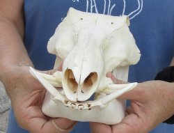10 inch long African Warthog Skull for sale with 2 inch Ivory tusks - $65