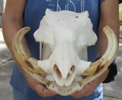 For Sale B-Grade 14 inch long African Warthog Skull for sale with 7 inch Ivory tusks - $135