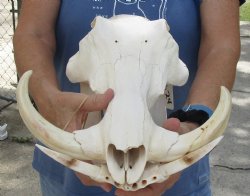 For Sale B-Grade 14 inch long African Warthog Skull for sale with  6 and 7 inch Ivory tusks - $125