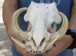 Available for sale this B-Grade 12 inch long African Warthog Skull for sale with 7 inch Ivory tusks - $115
