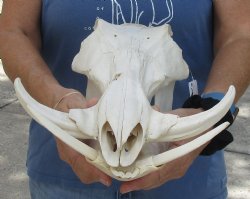 Available for sale this B-Grade 13 inch long African Warthog Skull for sale with 6 inch Ivory tusks - $115