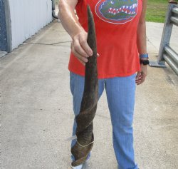Buy this Authentic 31 inch African Male (Bull) Eland horn for $30