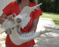 Checkout this 18" Camel Skull with lower jaw for sale - $125