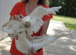 18" Camel Skull with lower jaw, available for sale - $125