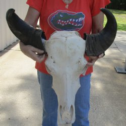 Authentic Indian Water Buffalo Skull with horns measuring 18 inches - $65
