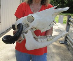 20" Indian Water Buffalo Skull with Mandible and 19" and 20" Horns - For Sale for $90