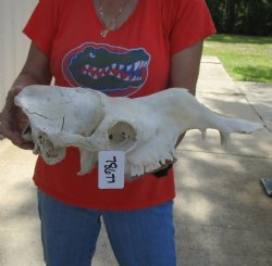 19 inch Camel TOP Skull Only For Sale for $55