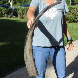 34" Natural, Unpolished Water Buffalo Horn - $26