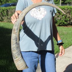 36" Natural, Unpolished Water Buffalo Horn - $32