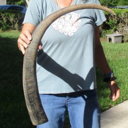 34" Natural, Unpolished Water Buffalo Horn - $26
