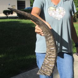 27 inch Semi polished buffalo horn - For Sale for $32
