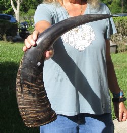 Buy this Authentic 25 inch B-Grade Semi polished buffalo horn for $20