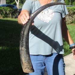 28" Natural, Unpolished Water Buffalo Horn - $21
