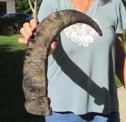 Buy this Authentic 20 inch Semi polished buffalo horn - $20