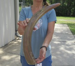 24 inch Tan Cow/Cattle buffalo horn, available for sale $22