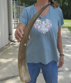 Authentic 24 inch Tan Cow/Cattle buffalo horn for $22