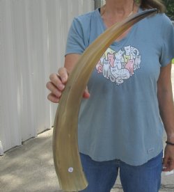 Authentic 23 inch Tan Cow/Cattle buffalo horn for $22