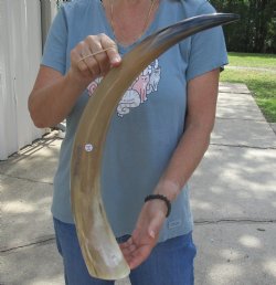 25 inch Tan Cow/Cattle buffalo horn, available for sale $22
