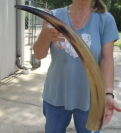 27 inch Tan Cow/Cattle buffalo horn for $22