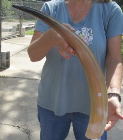 24 inch Tan Cow/Cattle buffalo horn, available for sale $22