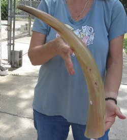 23 inch Tan Cow/Cattle buffalo horn for $22