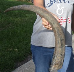  Natural Water Buffalo horn 27 inches for horn craft $28