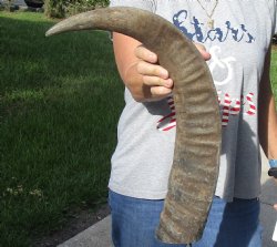 Authentic Natural Water Buffalo horn 24 inches for sale $28