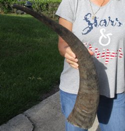 Natural Water Buffalo horn 28 inches for horn craft $28