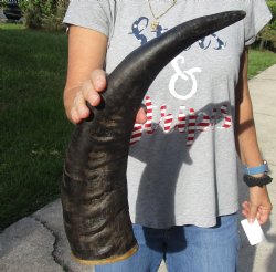 20" Natural Water Buffalo horn on wood base for sale $20