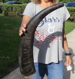 26" Natural Water Buffalo horn on wood base for sale $28