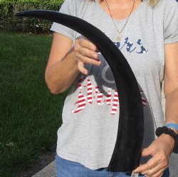 Buy this 24 inch long polished buffalo horn from an Indian water buffalo - For Sale for $21